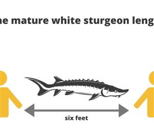 Six Feet by Sturgeon 